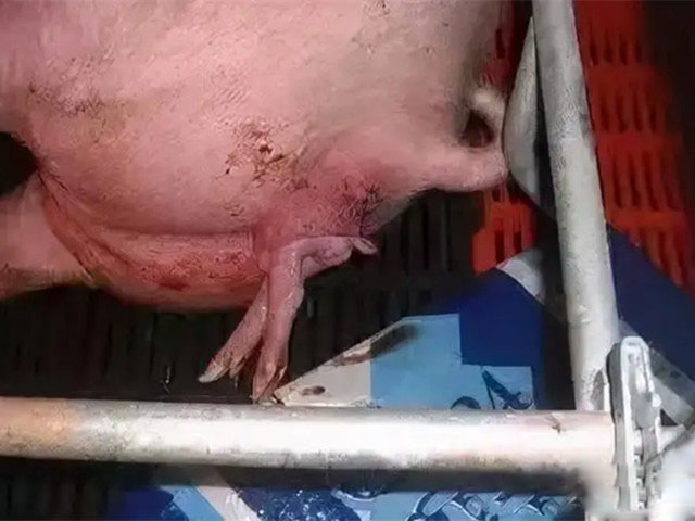 ĸ�����̹���