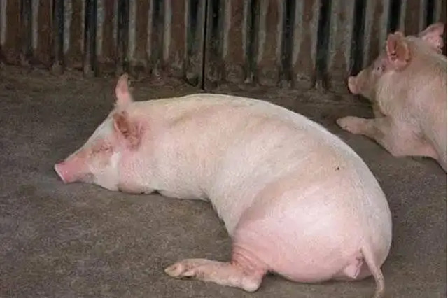 ĸ����ʳ
