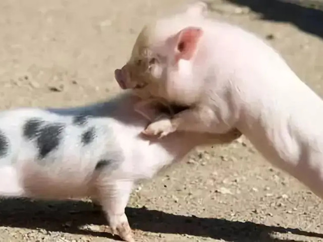 ��θ�����Ȧ���Ա��������