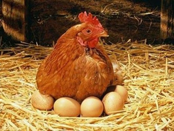 �����ּ��뵰�ݿ�����